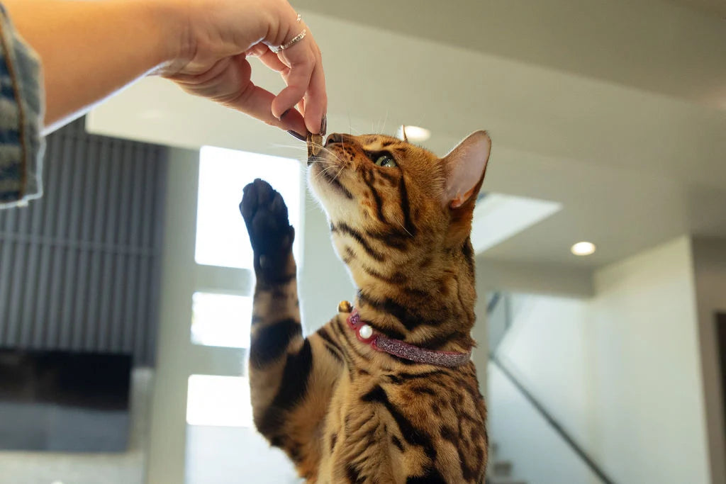 Momentum Freeze-Dried Duck Neck Treats for Dogs & Cats | Single Ingredient, High-Protein